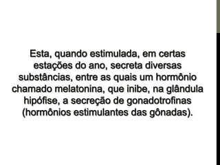 Os centros de força e a pineal