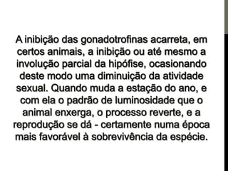 Os centros de força e a pineal