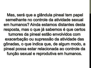 Os centros de força e a pineal