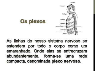Os centros de força e a pineal