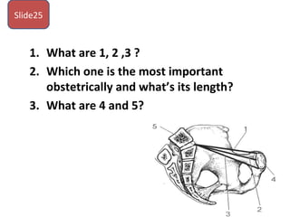 1. What are 1, 2 ,3 ?
2. Which one is the most important
obstetrically and what’s its length?
3. What are 4 and 5?
Slide25
 