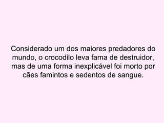 Considerado um dos maiores predadores do
mundo, o crocodilo leva fama de destruidor,
mas de uma forma inexplicável foi morto por
cães famintos e sedentos de sangue.
 
