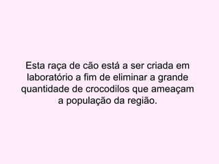 Esta raça de cão está a ser criada em
laboratório a fim de eliminar a grande
quantidade de crocodilos que ameaçam
a população da região.
 