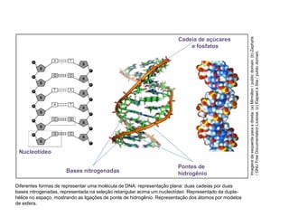 Diferentes formas de representar uma molécula de DNA: representação plana: duas cadeias por duas
bases nitrogenadas, representada na seleção retangular acima um nucleotídeo. Representado da dupla-
hélice no espaço, mostrando as ligações de ponte de hidrogênio. Representação dos átomos por modelos
de esfera.
COMPONENTE CURRICULAR: BIOLOGIA - Série 1º Ano
Tópico: Os ácidos nucleicos (DNA): composição e estrutura molecular
Nucleotídeo
Bases nitrogenadas
Pontes de
hidrogênio
Cadeia de açúcares
e fosfatos
Imagens
da
esquerda
para
a
direita:
(a)
Mirmillon
/
public
domain.
(b)
Zephyris
/
GNU
Free
Documentation
License.
(c)
Elapied
e
Stw
/
public
domain.
 