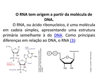 O RNA tem origem a partir da molécula de
DNA.
O RNA, ou ácido ribonucleico, é uma molécula
em cadeia simples, apresentando uma estrutura
primária semelhante à do DNA. Como principais
diferenças em relação ao DNA, o RNA (3):
COMPONENTE CURRICULAR: BIOLOGIA - Série 1º Ano
Tópico: Os ácidos nucleicos (DNA): composição e estrutura molecular
Imagem:
Estrutura
química
do
RNA
/
Narayanese
/
GNU
Free
Documentation
License
Imagem:
Joz1340
/
Public
Domain.
 
