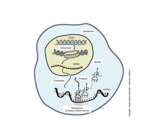 COMPONENTE CURRICULAR: BIOLOGIA - Série 1º Ano
Tópico: Os ácidos nucleicos (DNA): composição e estrutura molecular
Imagem:
Autor
desconhecido
/
domínio
público
Citoplasma
Transcrição
Núcleo
Translação
Proteína
Ribossoma
(Complexo rRNA/Proteína)
 