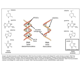 COMPONENTE CURRICULAR: BIOLOGIA - Série 1º Ano
Tópico: Os ácidos nucleicos (DNA): composição e estrutura molecular
AUCG’s
DNA
ácido
desoxirribonucleico
RNA
ácido
ribonucleico
esqueleto
fosfoglicídico
par de
bases
ATCG’s
bases
azotadas
bases
azotadas
citosina citosina
guanina guanina
adenina
adenina
timina
uracilo
Substitui timina no RNA
Imagem: Da lateral esquerda: (a) Michał Sobkowski / GNU Free Documentation License; (b) Ed (Edgar181) / public domain.(c) cacycle / GNU Free
Documentation License. (d) cacycle / GNU Free Documentation License. Central: (e) Boumphreyfr / Creative Commons Attribution-Share Alike 3.0
Unported. (f) Boumphreyfr / Creative Commons Attribution-Share Alike 3.0 Unported. Da lateral direita: (g) Michał Sobkowski / GNU Free Documentation
License. (h) Ed (Edgar181) / public domain. (i) cacycle / GNU Free Documentation License. (j) NEUROticker / public domain.
 