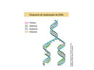 COMPONENTE CURRICULAR: BIOLOGIA - Série 1º Ano
Tópico: Os ácidos nucleicos (DNA): composição e estrutura molecular
Timina
Adenina
Guanina
Citosina
Esquema de duplicação de DNA
Imagem:
Madprime
/
Creative
Commons
Attribution-Share
Alike
3.0
Unported
 