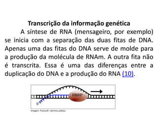 Transcrição da informação genética
A síntese de RNA (mensageiro, por exemplo)
se inicia com a separação das duas fitas de DNA.
Apenas uma das fitas do DNA serve de molde para
a produção da molécula de RNAm. A outra fita não
é transcrita. Essa é uma das diferenças entre a
duplicação do DNA e a produção do RNA (10).
COMPONENTE CURRICULAR: BIOLOGIA - Série 1º Ano
Tópico: Os ácidos nucleicos (DNA): composição e estrutura molecular
Imagem: Forluvoft / domínio público
 