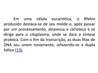 Em uma célula eucariótica, o RNAm
produzido destaca-se de seu molde e, após passar
por um processamento, atravessa a carioteca e se
dirige para o citoplasma, onde se dará a síntese
proteica. Com o fim da transcrição, as duas fitas de
DNA seu unem novamente, refazendo-se a dupla
hélice (13).
COMPONENTE CURRICULAR: BIOLOGIA - Série 1º Ano
Tópico: Os ácidos nucleicos (DNA): composição e estrutura molecular
 