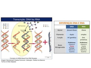 COMPONENTE CURRICULAR: BIOLOGIA - Série 1º Ano
Tópico: Os ácidos nucleicos (DNA): composição e estrutura molecular
DIFERENÇAS DNA E RNA
DNA RNA
Açúcar desoxirribose ribose
Filamento duplo simples
Função Inf. genética Sint.
proteínas
Bases
Nitrogenadas
Piridiminas:
Citosina e
Timina
Purinas:
Adenina e
Guanina
Piridiminas:
Citosina e
Uracila
Purinas:
Adenina e
Guanina
Transcrição: DNA faz RNA
Imagem: Boumphreyfr/ Creative Commons - Atribuição - Partilha nos Mesmos
Termos 3.0 Não Adaptada
 