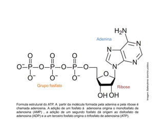 Formula estrutural do ATP. A partir da molécula formada pela adenina e pela ribose é
chamada adenosina. A adição de um fosfato à adenosina origina o monofosfato de
adenosina (AMP) , a adição de um segundo fosfato dá origem ao disfosfato de
adenosina (ADP) e a um terceiro fosfato origina o trifosfato de adenosina (ATP).
COMPONENTE CURRICULAR: BIOLOGIA - Série 1º Ano
Tópico: Os ácidos nucleicos (DNA): composição e estrutura molecular
Imagem:
Batterytime/
domínio
público
Grupo fosfato Ribose
Adenina
 