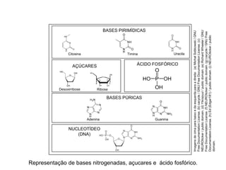 Representação de bases nitrogenadas, açucares e ácido fosfórico.
COMPONENTE CURRICULAR: BIOLOGIA - Série 1º Ano
Tópico: Os ácidos nucleicos (DNA): composição e estrutura molecular
BASES PIRIMÍDICAS
AÇÚCARES ÁCIDO FOSFÓRICO
Citosina Timina Uracila
Desoxirribose Ribose
BASES PÚRICAS
Adenina Guanina
NUCLEOTÍDEO
(DNA)
Imagens
de
cima
para
baixo
e
da
esquerda
para
a
direita:
(a)
Michał
Sobkowski
/
GNU
Free
Documentation
License.
(b)
cacycle
/
GNU
Free
Documentation
License.
(c)
NEUROticker
/
public
domain.
(d)
Yikrazuul
/
public
domain.
(e)
Richard
Wheeler
/
GNU
Free
Documentation
License.
(f)
NEUROticker
/
public
domain.
(g)
cacycle
/
GNU
Free
Documentation
License.
(h)
Ed
(Edgar181)
/
public
domain.
(i)
NEUROticker
/
public
domain.
 