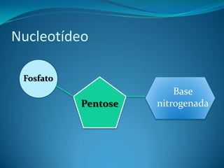 Nucleotídeo

 Fosfato
                         Base
           Pentose   nitrogenada
 