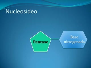 Nucleosídeo


                       Base
         Pentose   nitrogenada
 