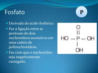 Fosfato                          P
 Derivado do ácido fosfórico.
 Faz a ligação entre as
  pentoses de dois
  nucleotídeos sucessivos em
  uma cadeia de
  polinucleotídeos.
 Faz com que o nucleotídeo
  seja negativamente
  carregado.
 