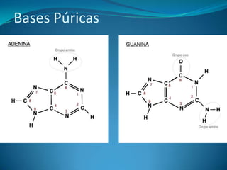 Bases Púricas
 