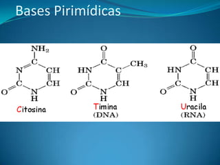 Bases Pirimídicas
 