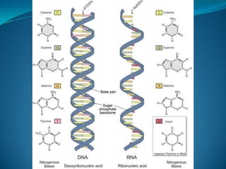 Os ácidos nucléicos e o código genético