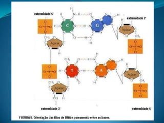 Os ácidos nucléicos e o código genético