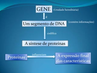 GENE            (Unidade hereditária)

                      é
                                           (contém informações)
       Um segmento de DNA

                          codifica


        A síntese de proteínas

            influenciam
Proteínas                            A expressão final
                                     das características
 