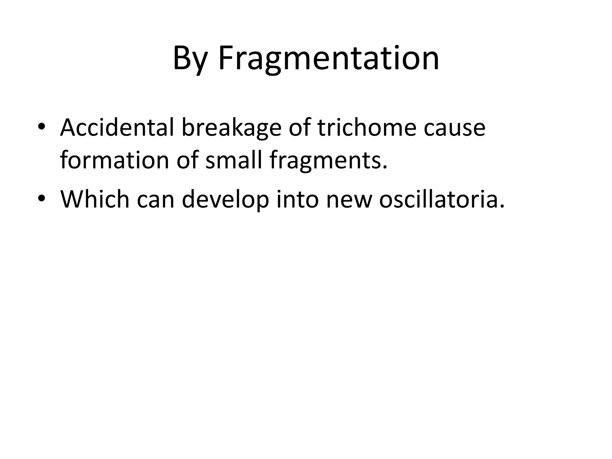 By Fragmentation
• Accidental breakage of trichome cause
formation of small fragments.
• Which can develop into new oscillatoria.
 