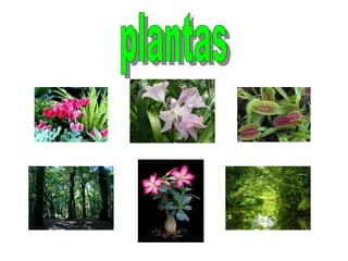 plantas 