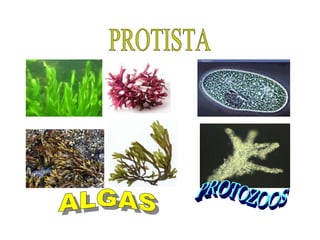 PROTISTA PROTOZOOS ALGAS 