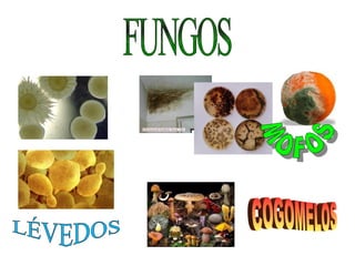 FUNGOS LÉVEDOS MOFOS COGOMELOS  