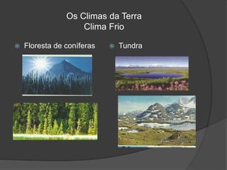 Os Climas da Terra
Clima Frio
 Floresta de coníferas  Tundra
 