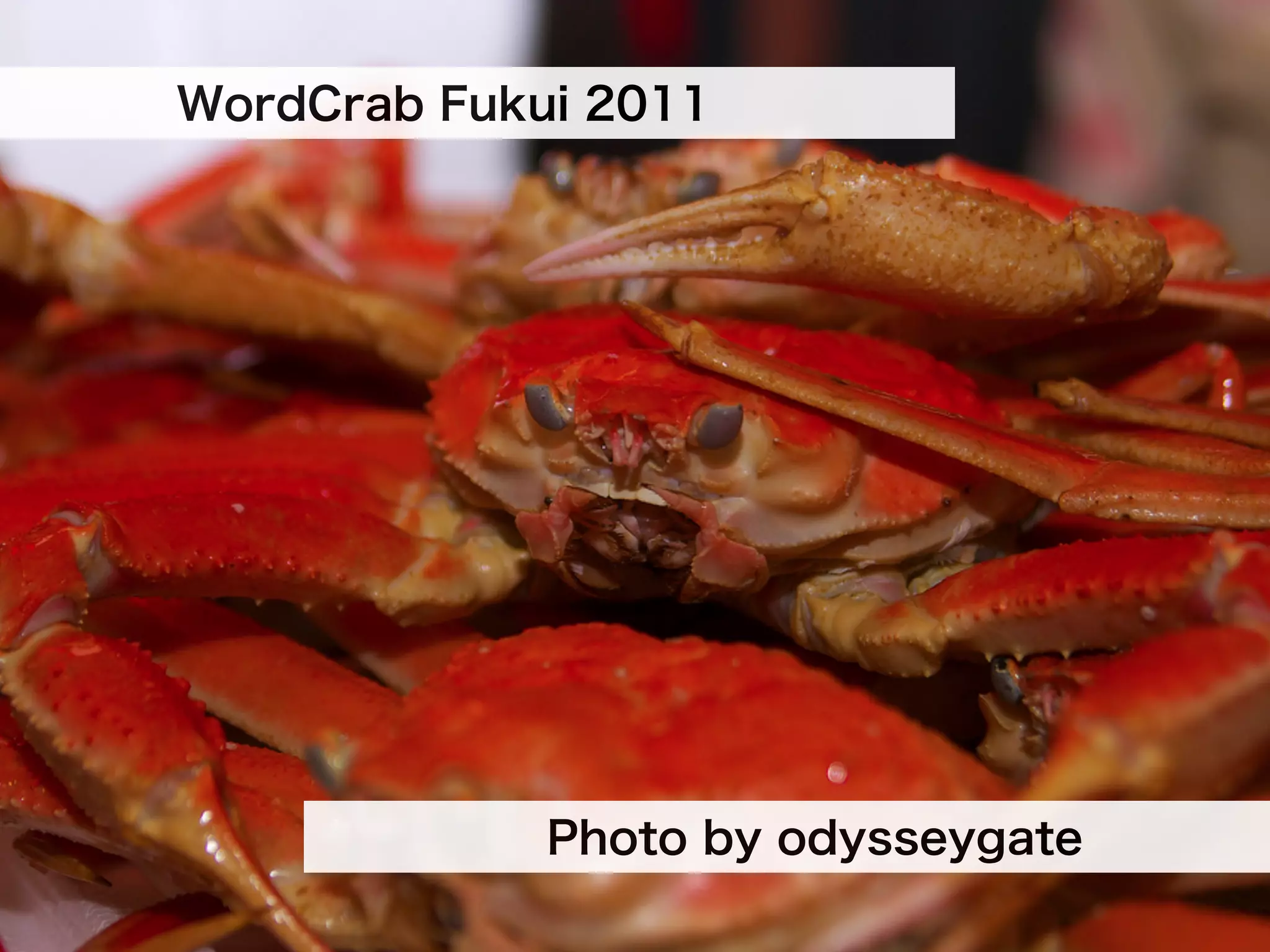 WordCrab Fukui 2011




             Photo by odysseygate
 