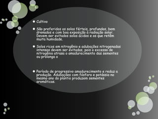 CultivoSão preferidos os solos férteis, profundos, bem drenados e com boa exposição à radiação solar. Devem ser evitados solos ácidos e os que retêm muita humidade.Solos ricos em nitrogênio e adubações nitrogenadas intensas devem ser evitadas, pois o excesso de nitrogênio atrasa o amadurecimento das sementes ou prolonga o Período de progressivo amadurecimento e reduz a produção. Adubações com fósforo e potássio no mesmo ano do plantio produzem sementes aromáticas.