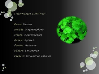 Classificação científica:Reino: PlantaeDivisão: MagnoliophytaClasse: MagnoliopsidaOrdem: ApialesFamília: ApiaceaeGénero:CoriandrumEspécie: Coriandrumsativum