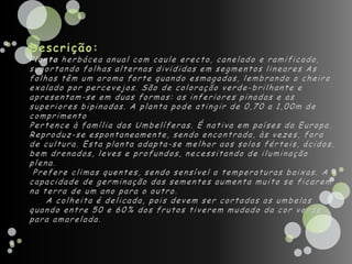Descrição:Planta herbácea anual com caule erecto, canelado e ramificado, suportando folhas alternas divididas em segmentos lineares As folhas têm um aroma forte quando esmagadas, lembrando o cheiro exalado por percevejos. São de coloração verde-brilhante e apresentam-se em duas formas: as inferiores pinadas e as superiores bipinadas. A planta pode atingir de 0,70 a 1,00m de comprimentoPertence à família das Umbelíferas. É nativa em países da Europa.Reproduz-se espontaneamente, sendo encontrada, às vezes, fora de cultura. Esta planta adapta-se melhor aos solos férteis, ácidos, bem drenados, leves e profundos, necessitando de iluminação plena. Prefere climas quentes, sendo sensível a temperaturas baixas. A capacidade de germinação das sementes aumenta muito se ficarem na terra de um ano para o outro.     A colheita é delicada, pois devem ser cortadas as umbelas quando entre 50 e 60% dos frutos tiverem mudado da cor verde para amarelada. 