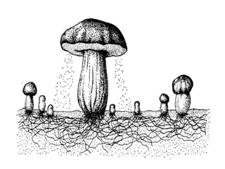 Os	cogumelos
 