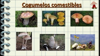 Cogumelos comestibles 
