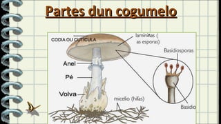 Partes dun cogumelo 
