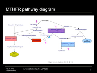 MTHFR pathway diagram July 21, 2010 DIYgenomics.org Aaron Vollrath; http://bit.ly/cHRzS8 