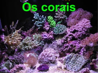 Os corais
 