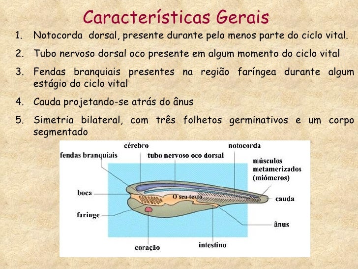 O Filo Dos Cordados Compreende 4 Subfilos