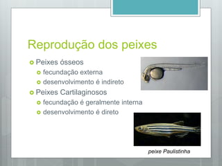 Reprodução dos peixes
 Peixes ósseos
 fecundação externa
 desenvolvimento é indireto
 Peixes Cartilaginosos
 fecundação é geralmente interna
 desenvolvimento é direto
peixe Paulistinha
 