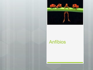 Anfíbios
 