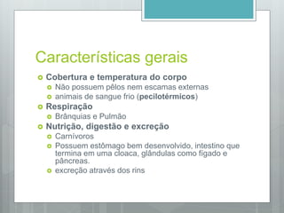 Características gerais
 Cobertura e temperatura do corpo
 Não possuem pêlos nem escamas externas
 animais de sangue frio (pecilotérmicos)
 Respiração
 Brânquias e Pulmão
 Nutrição, digestão e excreção
 Carnívoros
 Possuem estômago bem desenvolvido, intestino que
termina em uma cloaca, glândulas como fígado e
pâncreas.
 excreção através dos rins
 