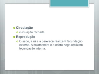  Circulação
 circulação fechada
 Reprodução
 O sapo, a rã e a perereca realizam fecundação
externa. A salamandra e a cobra-cega realizam
fecundação interna.
 