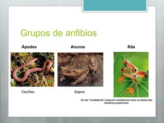 Grupos de anfibios
Ápodes
Cecílias
Anuros
Sapos
Rãs
As rãs "verdadeiras" possuem membranas entre os dedos dos
membros posteriores
 