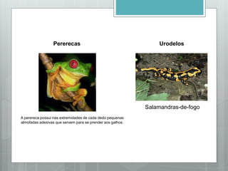 Pererecas
A perereca possui nas extremidades de cada dedo pequenas
almofadas adesivas que servem para se prender aos galhos.
Urodelos
Salamandras-de-fogo
 