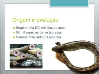 Origem e evolução
 Surgiram há 500 milhões de anos
 50 mil espécies de vertebrados
 Parente mais antigo: Lampreia
 