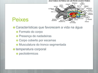 Peixes
 Características que favorecem a vida na água
 Formato do corpo
 Presença de nadadeiras
 Corpo coberto por escamas
 Musculatura do tronco segmentada
 temperatura corporal
 pecilotérmicos
 