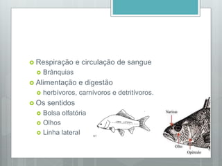  Respiração e circulação de sangue
 Brânquias
 Alimentação e digestão
 herbívoros, carnívoros e detritívoros.
 Os sentidos
 Bolsa olfatória
 Olhos
 Linha lateral
 