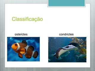 Classificação
condrictesosteíctes
 